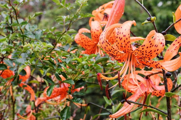 Photo wet orange lilies on a green background.