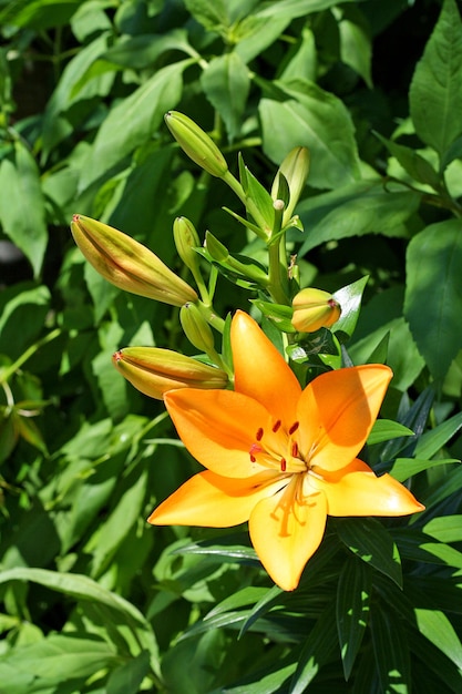 Wet orange lily