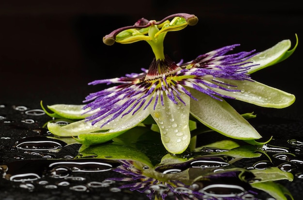 Photo wet passion flower over black background