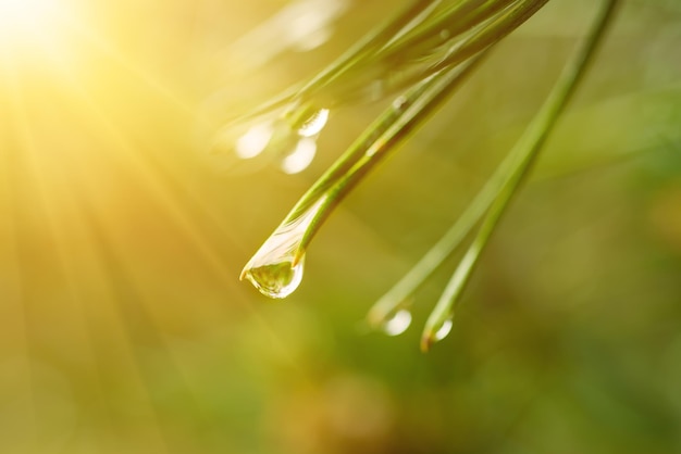 Wet pine tree