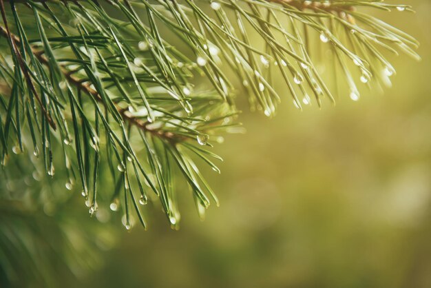 Wet pine tree