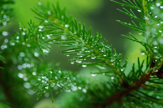 Wet pine tree