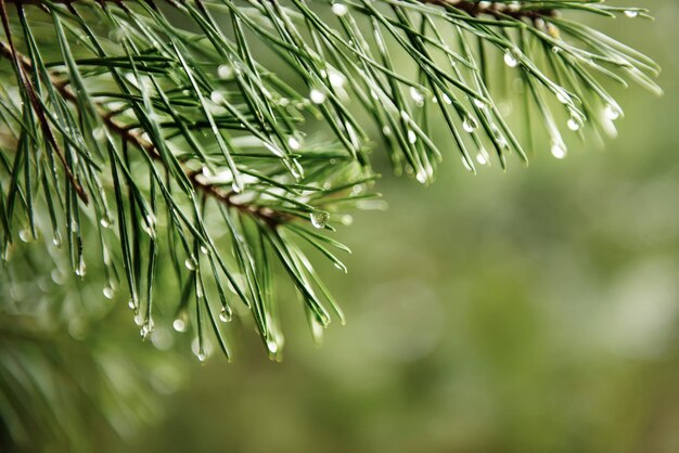 Wet pine tree