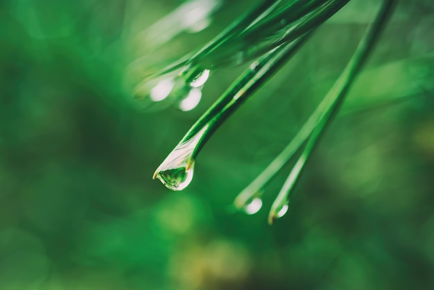 Wet pine tree