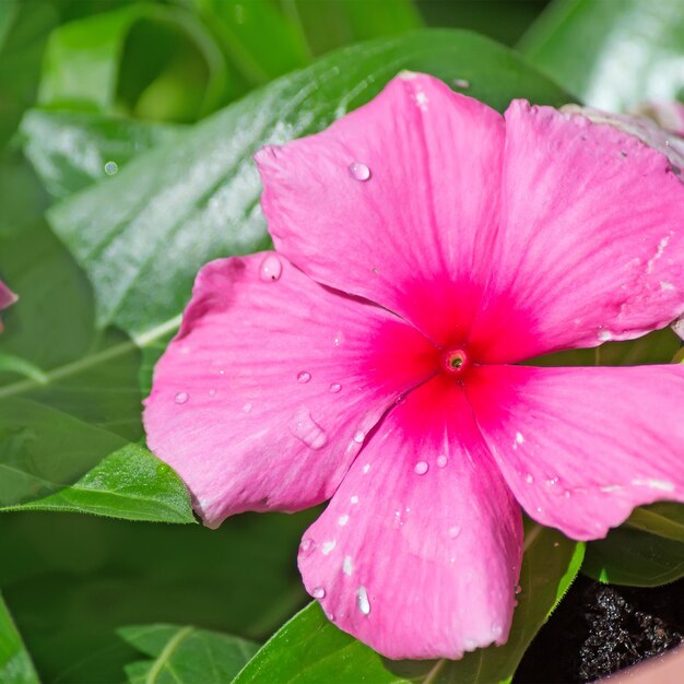 Wet pink flower close up