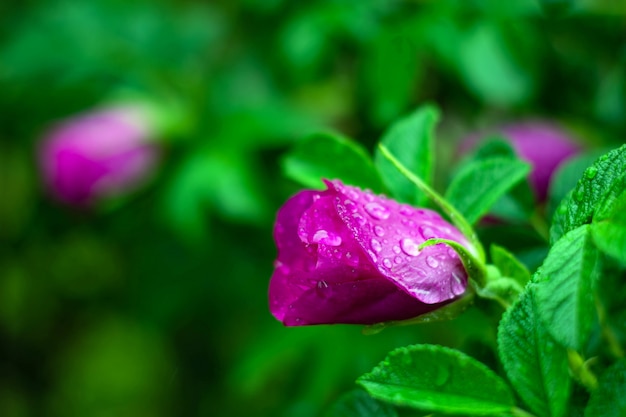 雨の中で濡れたピンクのバラのつぼみ