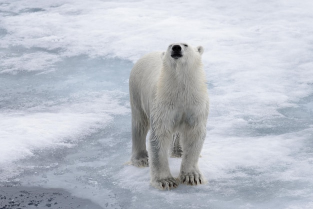 Wet polar bear going on pack ice in Arctic sea