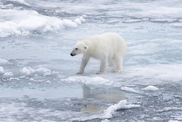 Wet polar bear shaking off on pack ice in Arctic sea