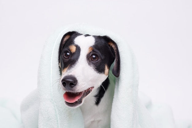 洗ったばかりの犬をタオルで包んだお風呂の後のジャックラッセルテリアの濡れた子犬