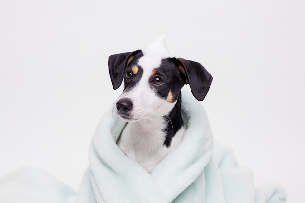 wet puppy of jack russell terrier after bath wrapped in towel just washed dog