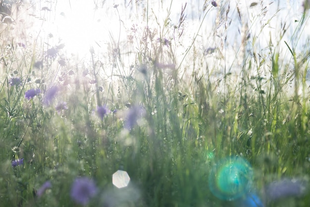 wet purple flowers blooming during sunny day