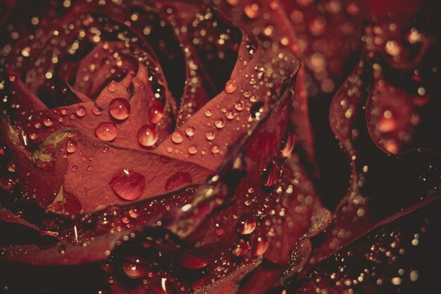 Wet Red Rose Grunge Macro