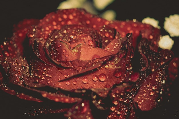 Wet Red Rose Grunge Macro