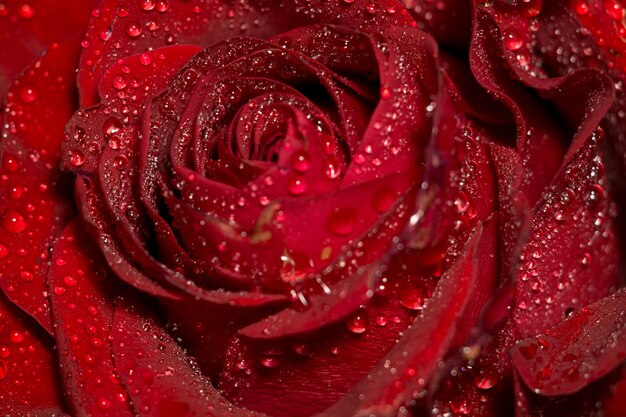 Wet Red Rose Macro