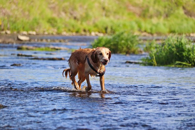 The wet redhaired dog runs on the water and shakes off