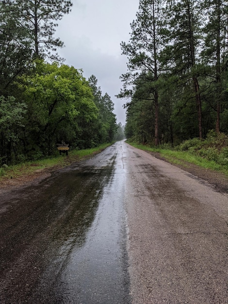 Photo wet road amidst trees in forest