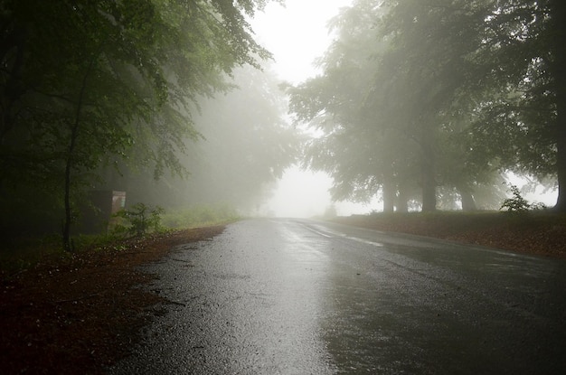 Wet road amidst trees during rainy season