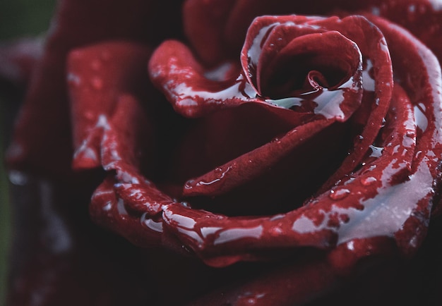 Photo wet rose close-up