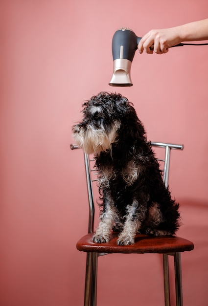 ヘアドライヤー付きのピンクの女性の手で椅子に座っている濡れたシュナウザー犬、飼い主が犬を乾かす