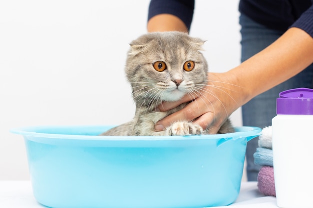 Wet scottish fold cat having a bath