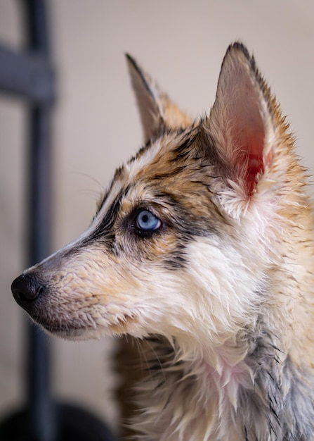 WET SIBERIAN HUSKY DOG