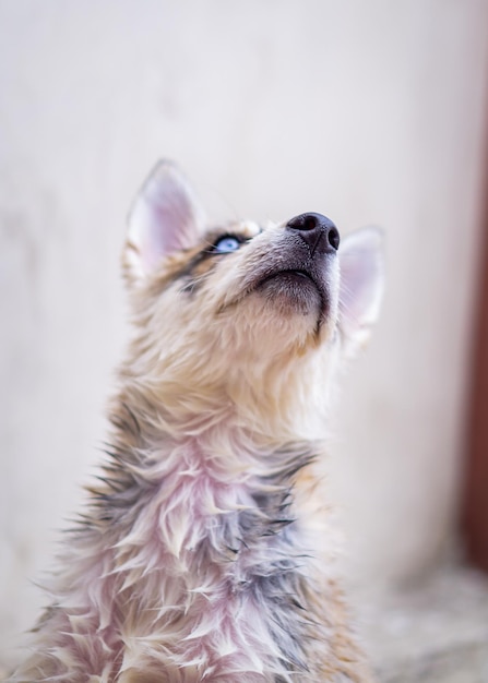 ウェットシベリアンハスキー犬