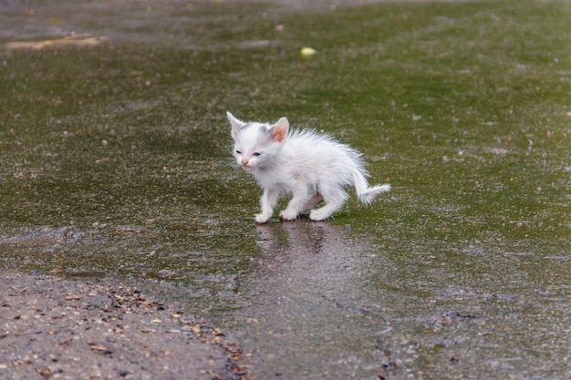 Foto gattino triste randagio bagnato su una strada dopo una pioggia concetto di protezione degli animali senza tetto
