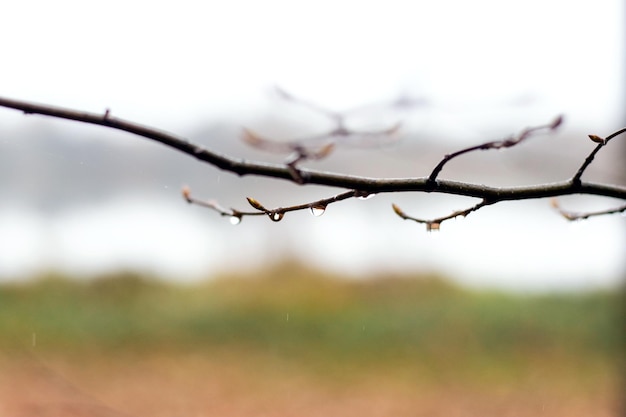 Wet tree branch with raindrops on a blurred background