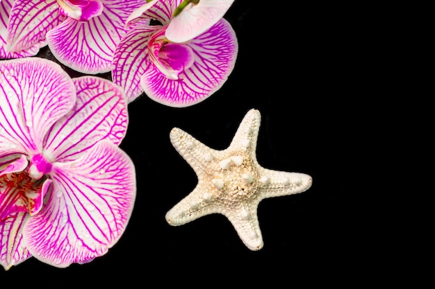 Foto fiori di orchidea tropicale bagnati e stelle marine tropicali isolati