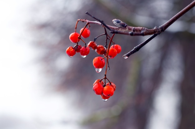 Wet viburnum bush with red berries of late autumn on a blurred background