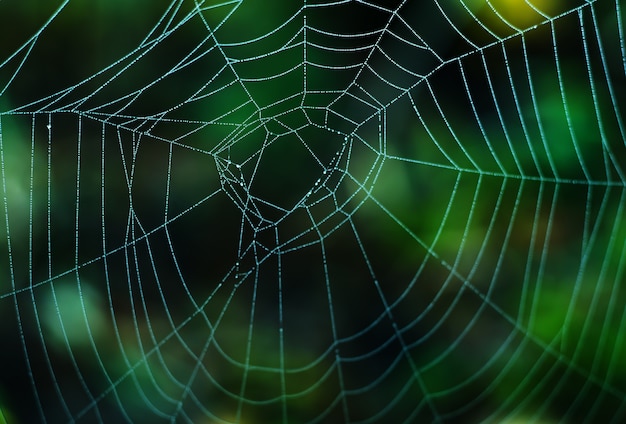 Photo wet web on a green surface