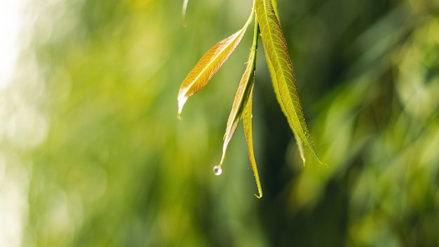 雨の中で緑の葉と濡れた柳の枝