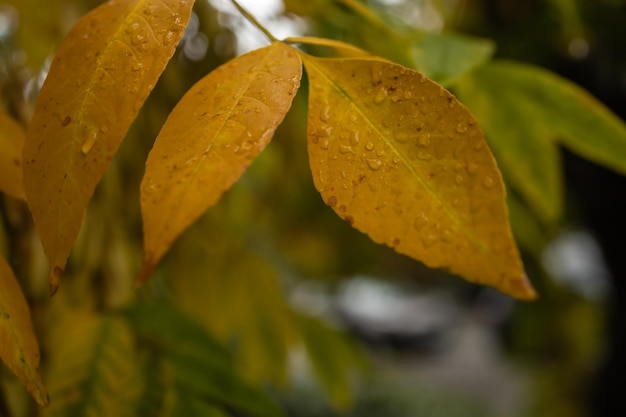 Wet yellow autumnal leaves in rainy weather
