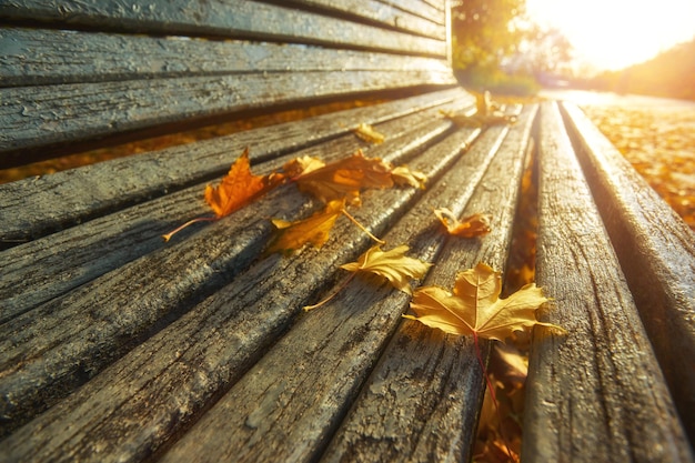 Wet yellow maple leaf on a bench in the park