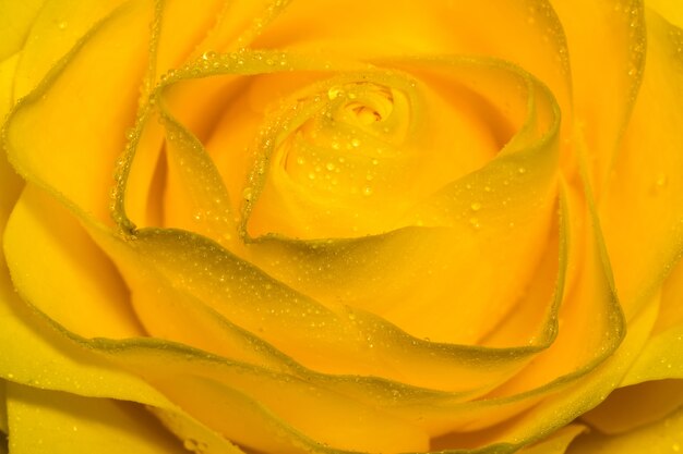 Wet yellow rose