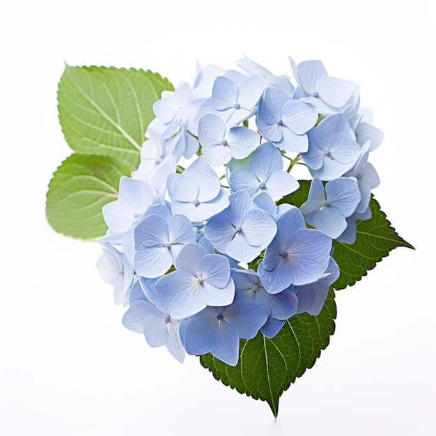 Wetenschappelijke grafiek van Hydrangea macrophylla AI gegenereerd