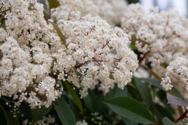 Wetenschappelijke naam Photinia serrulata of Pyracantha coccinea