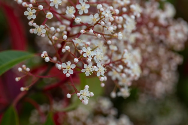 Wetenschappelijke naam Photinia serrulata of Pyracantha coccinea