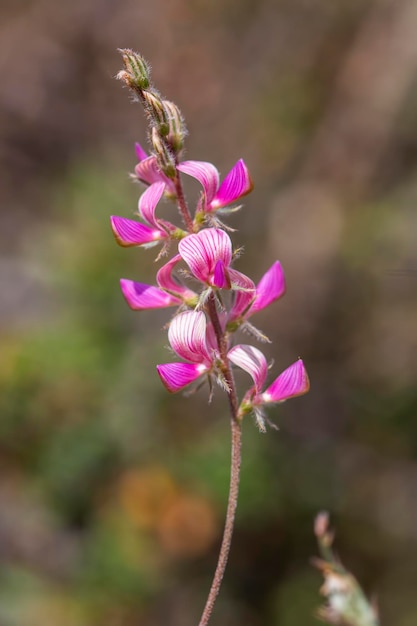 Wetenschappelijke naam van wilde planten Onobrychis viciifolia of Onobrychis arenaria