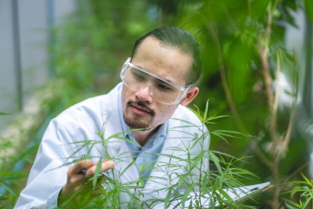 Wetenschapper controleert biologische hennepplanten in een wietkas. Concept van legalisatie kruiden voor alternatieve geneeskunde met cbd-olie, commerciële farmaceutische industrie in de medische industrie