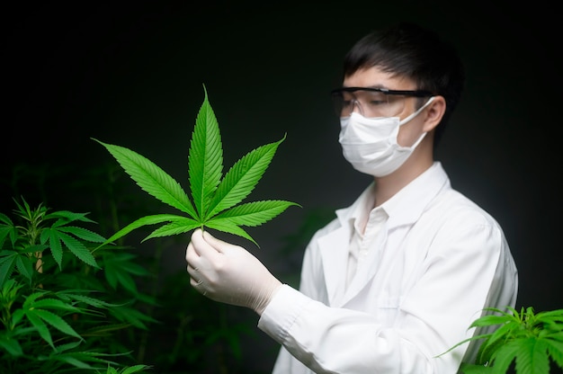 Wetenschapper controleert en analyseert een cannabisbladeren voor experiment, hennepplant voor kruiden-farmaceutische cbd-olie in een laboratorium