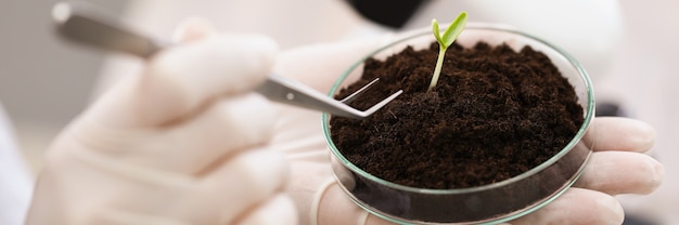 Wetenschapper die groene plant uit de grond haalt uit een petrischaaltje met een pincet in laboratoriumclose-up