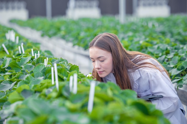 Wetenschapper die werkzaam is in de binnenteelt van biologische aardbeienteelt, kwekerij, plantensoorten voor medisch onderzoek