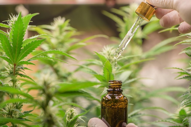 Wetenschapper houdt een fles cannabisolie vast cannabis marihuana science lab-landbouw voor meer THC CBD-chemicalie op cannabisbloem Cannabis kascontroleomgeving voor de medische industrie