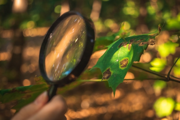 Foto wetenschapper onderzoekt bladziekten en andere milieuproblemen met een vergrootglas