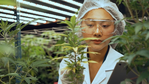 Wetenschapper test cannabisproduct in curatieve indoor cannabisboerderij