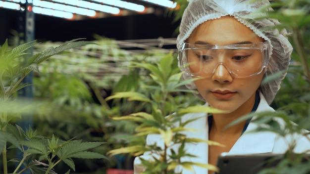 Wetenschapper test cannabisproduct in curatieve indoor cannabisboerderij