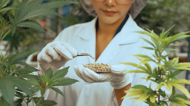Wetenschapper test cannabisproduct in curatieve indoor cannabisboerderij