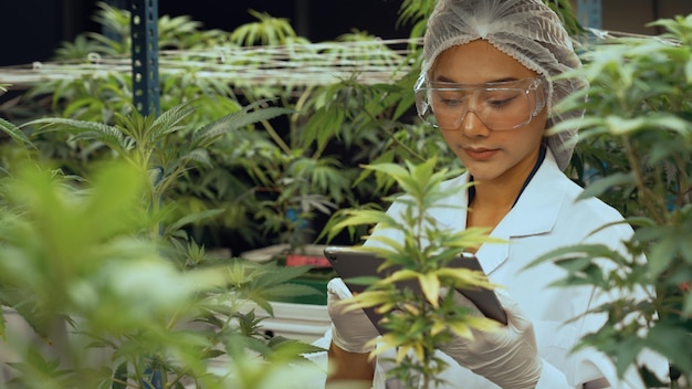 Wetenschapper test cannabisproduct in curatieve indoor cannabisboerderij