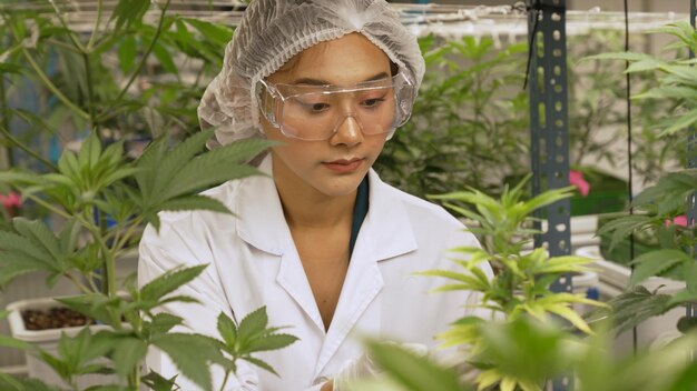 Wetenschapper test cannabisproduct in curatieve indoor cannabisboerderij